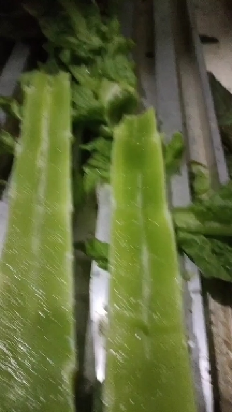 红香莴苣大量上市，市场货，电商货，一手货源需要的联系。