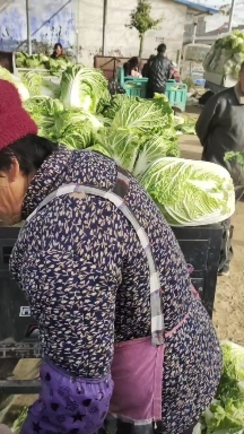 红香莴苣大量上市，市场货，电商货，一手货源需要的联系。
