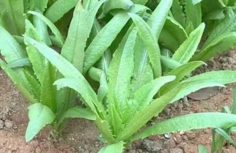 油麦菜大量供应品质保证货源充足价格实惠