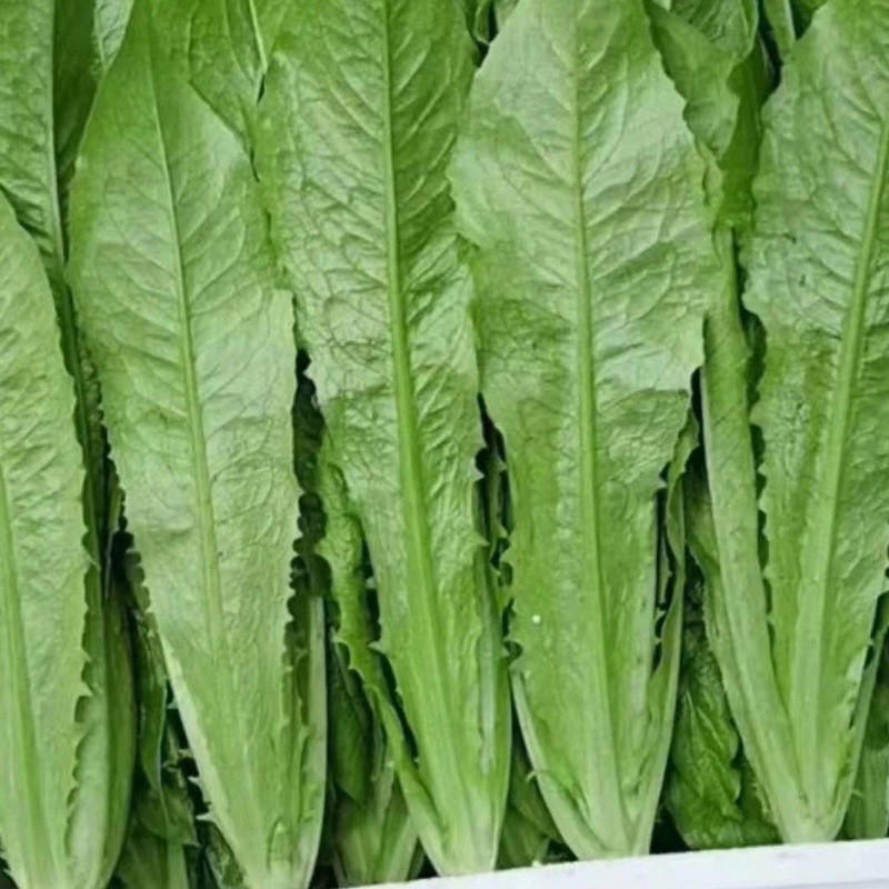 油麦菜大量供应品质保证货源充足价格实惠