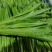 油麦菜大量供应品质保证货源充足价格实惠