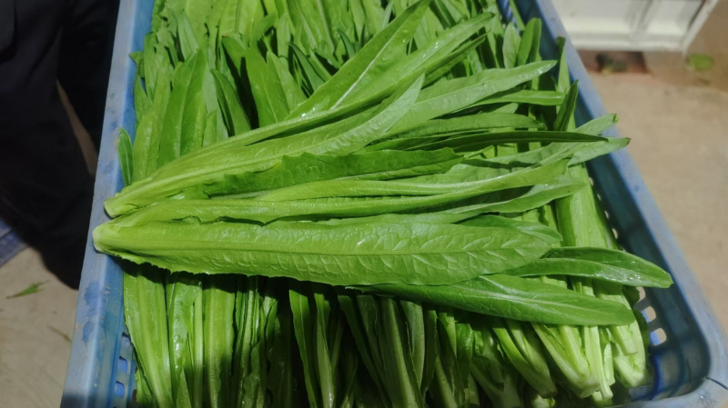 油麦菜大量供应品质保证货源充足价格实惠