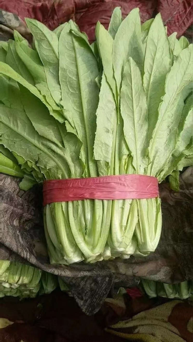 油麦菜大量供应品质保证货源充足价格实惠