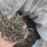 茶普洱茶临沧大树茶茶香口感好价格美欢迎咨询
