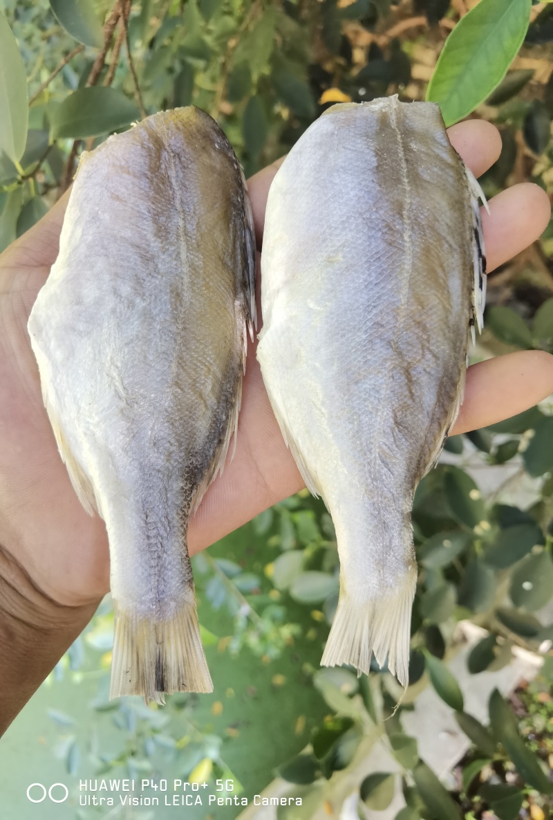 花鲈鱼咸鱼干