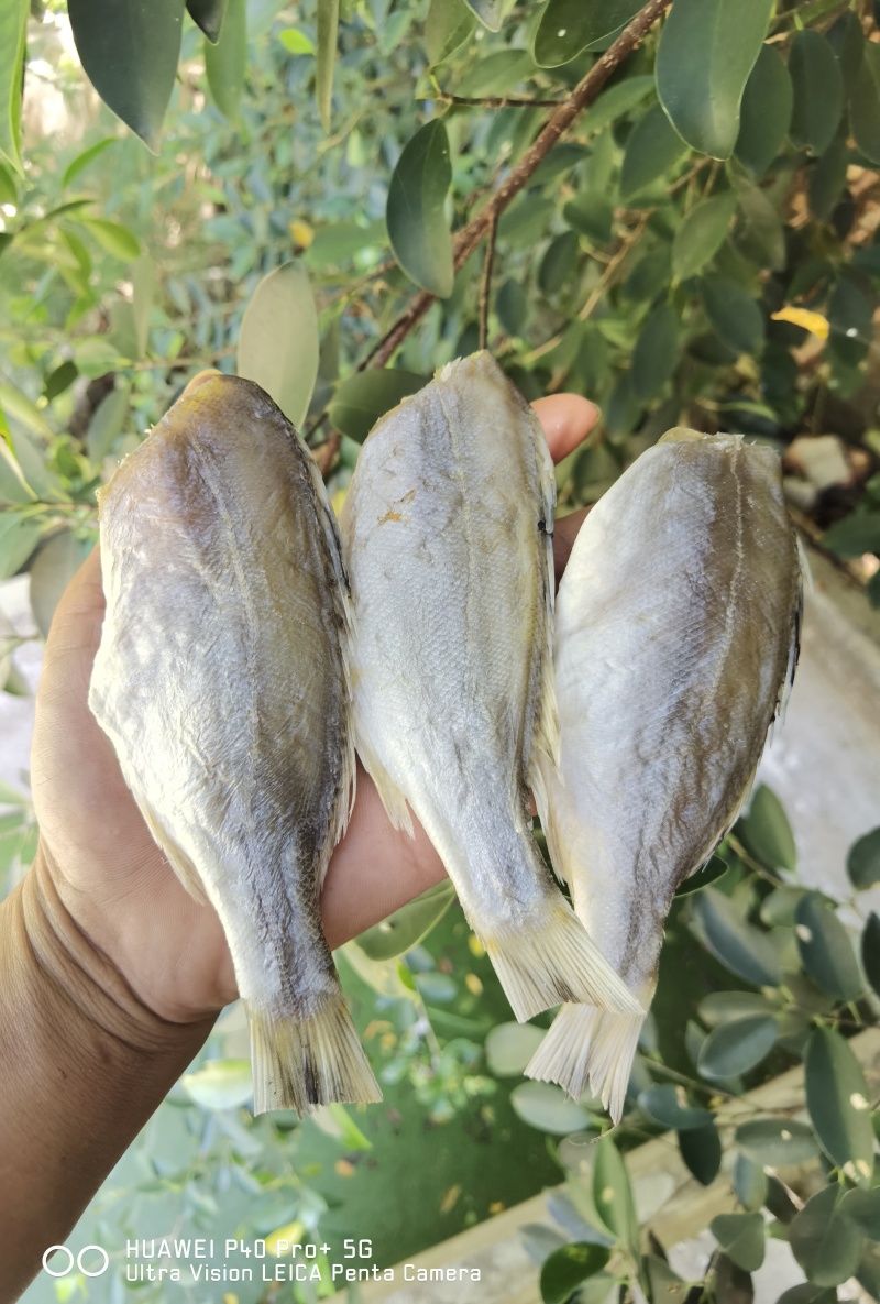 花鲈鱼咸鱼干