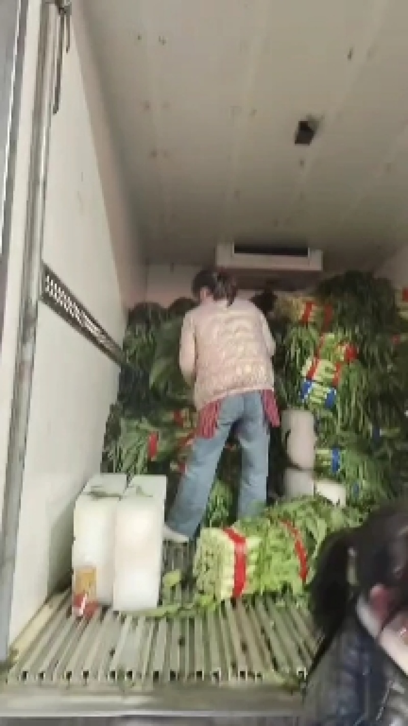 红香莴苣大量上市精品，市场货，电商货，货源充足需要的联系