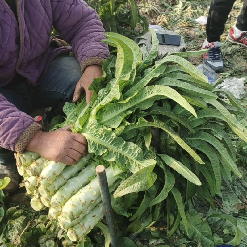 红香莴苣大量上市精品，市场货，电商货，货源充足需要的联系