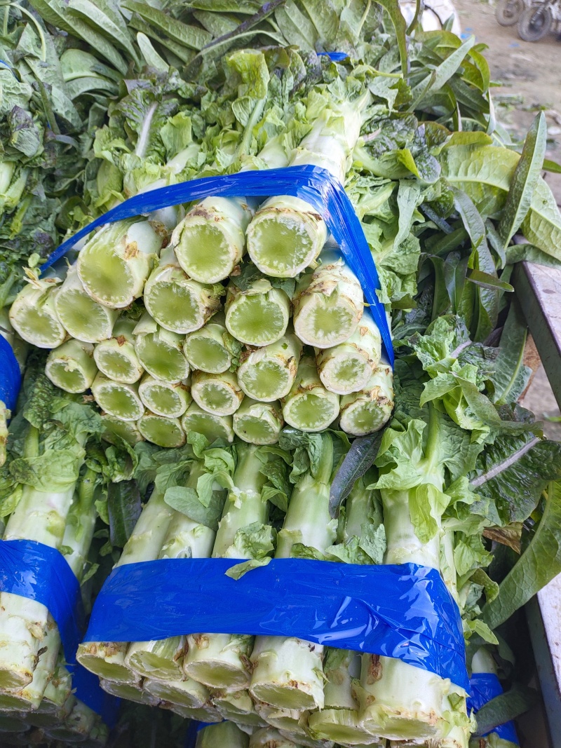 红香莴苣大量上市精品，市场货，电商货，货源充足需要的联系