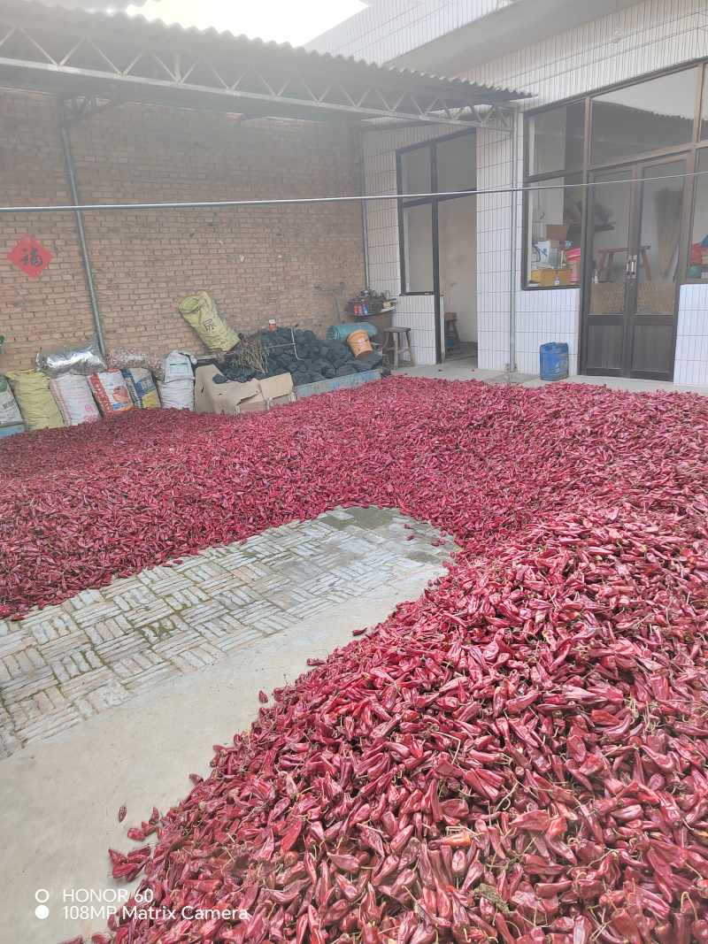 北京红带把去吧花皮大量上市