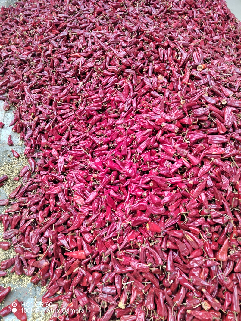 北京红带把去吧花皮大量上市