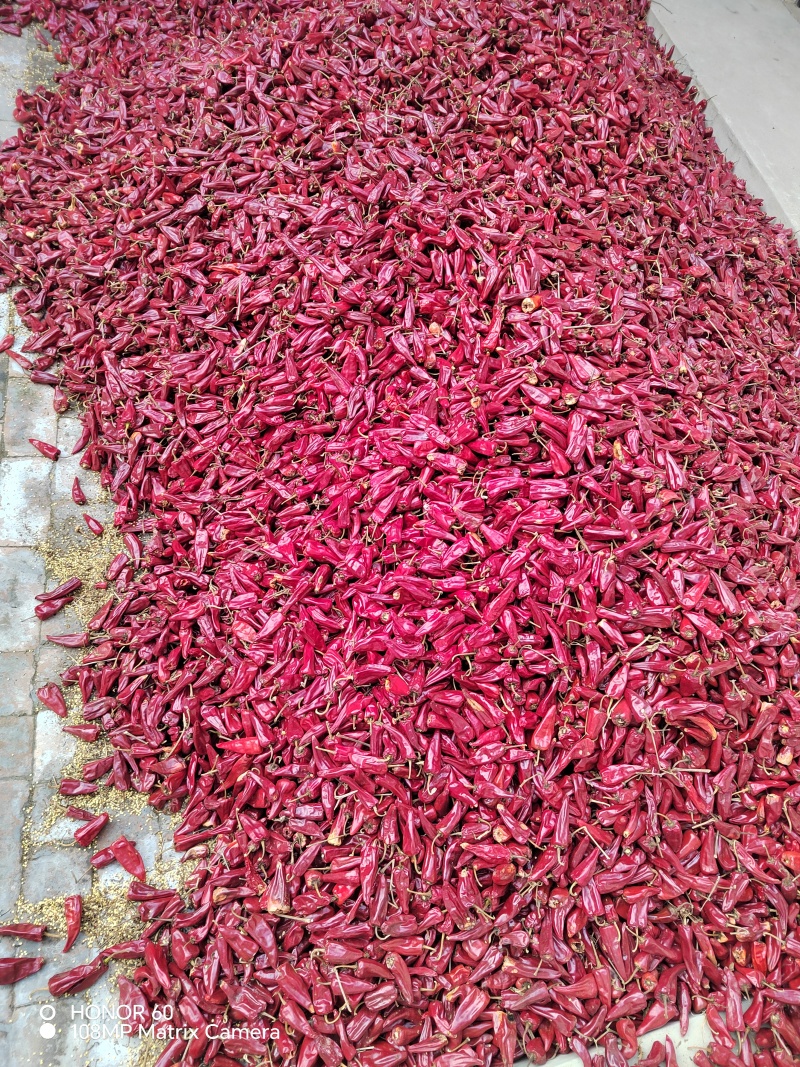 北京红带把去吧花皮大量上市