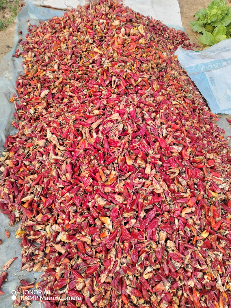 北京红带把去吧花皮大量上市