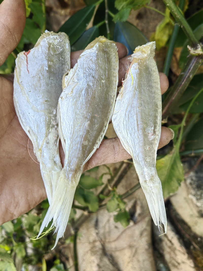 红杉鱼咸鱼干