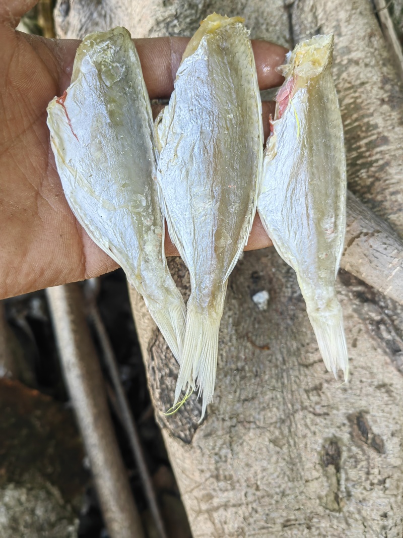 红杉鱼咸鱼干