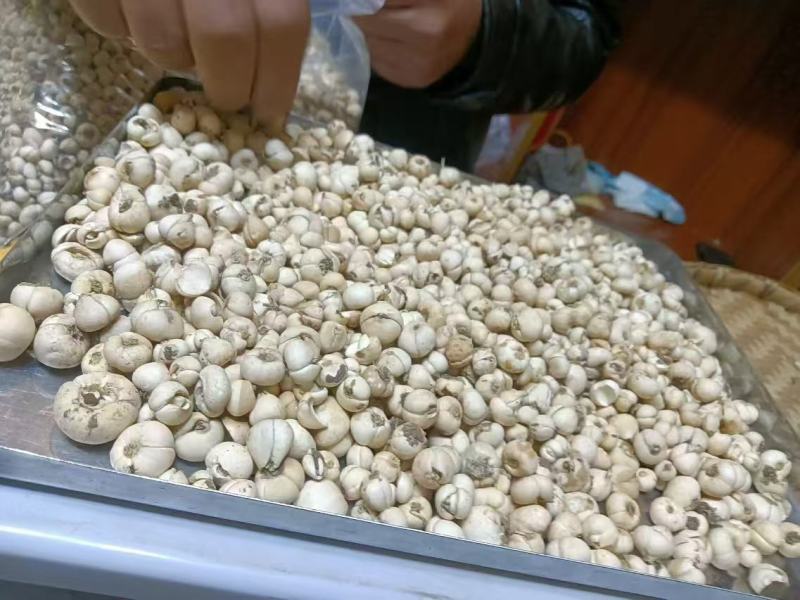 四川贝母，川贝母来源深山保证你的质量，欢迎大家咨询！