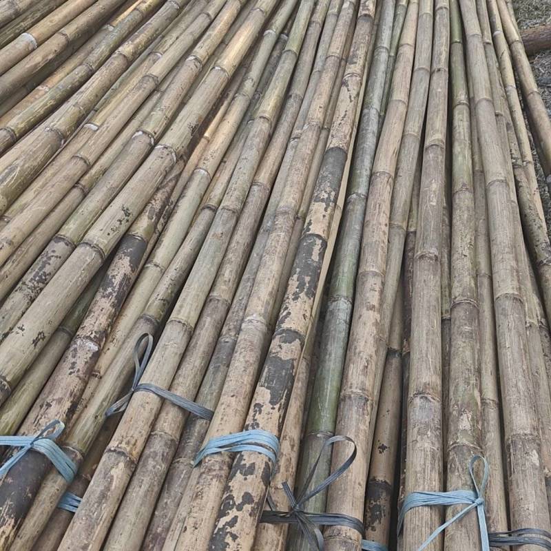 大叶苦竹大量供货品质保证价格优惠支持视频看货欢迎来电