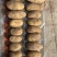 夏坡蒂