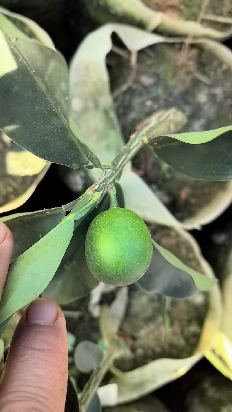 大叶滑皮金桔，包正宗假一赔十（各种苗提供免种植技术