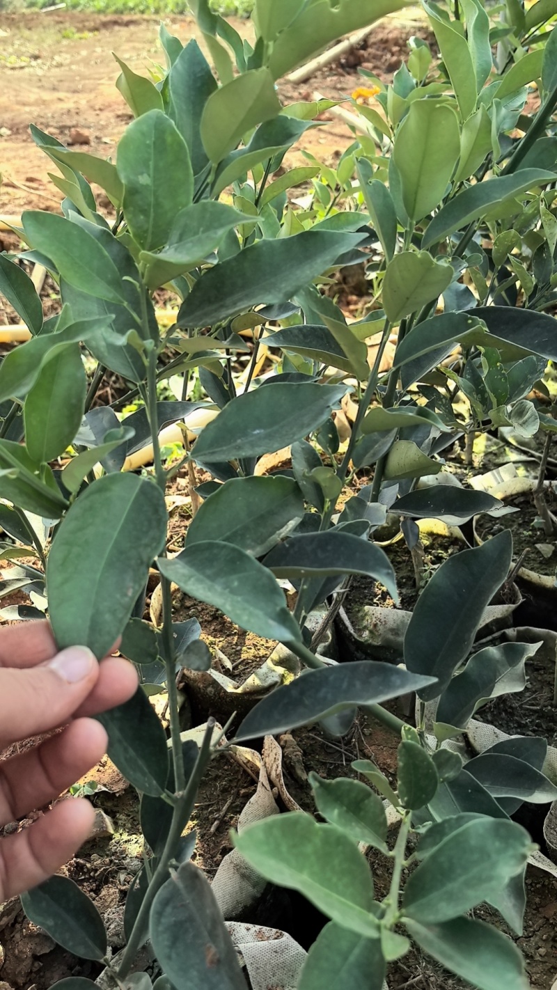 大叶滑皮金桔，包正宗假一赔十（各种苗提供免种植技术