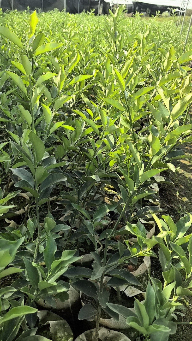 大叶滑皮金桔，包正宗假一赔十（各种苗提供免种植技术
