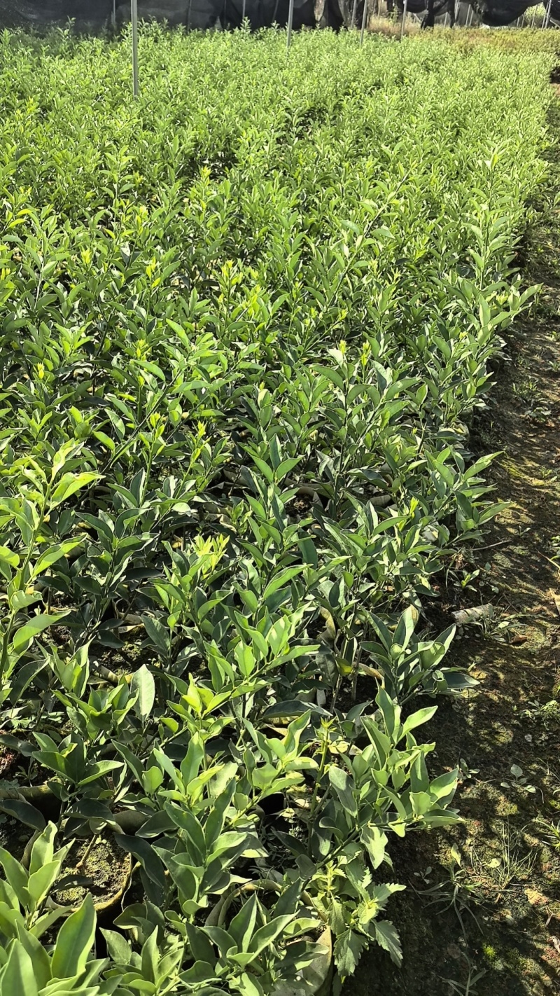 大叶滑皮金桔，包正宗假一赔十（各种苗提供免种植技术