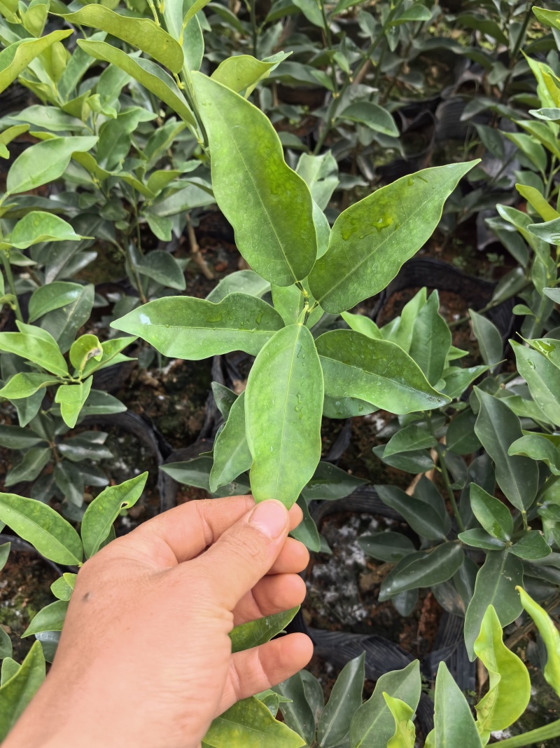 大叶滑皮金桔，包正宗假一赔十（各种苗提供免种植技术