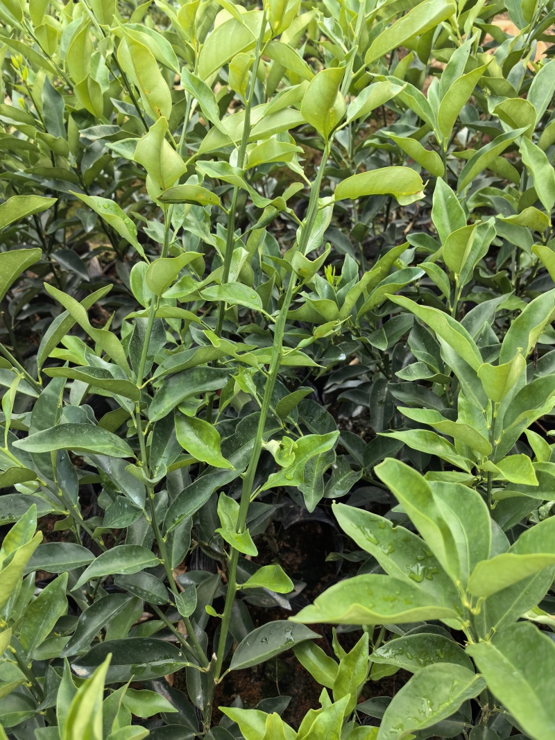 大叶滑皮金桔，包正宗假一赔十（各种苗提供免种植技术