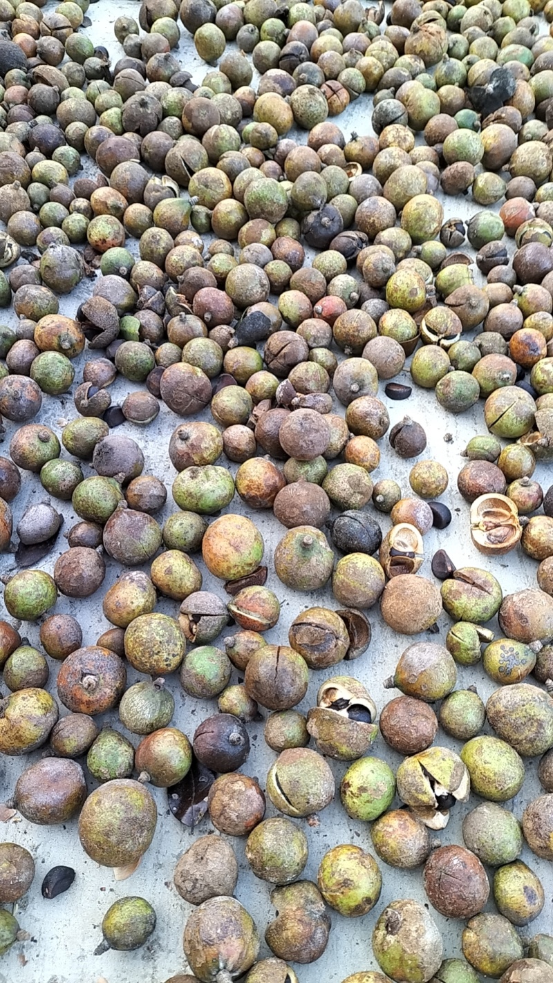 山野油茶籽