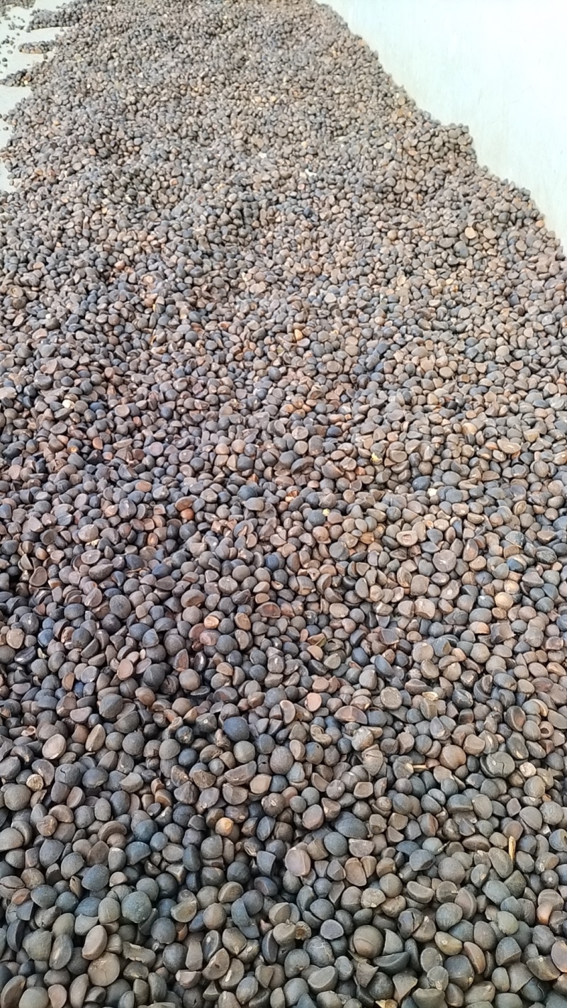 山野油茶籽