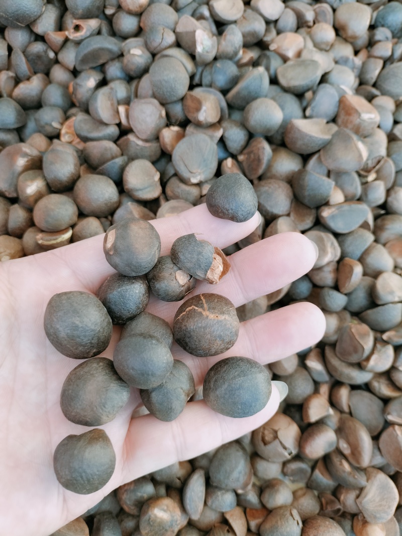 山野油茶籽