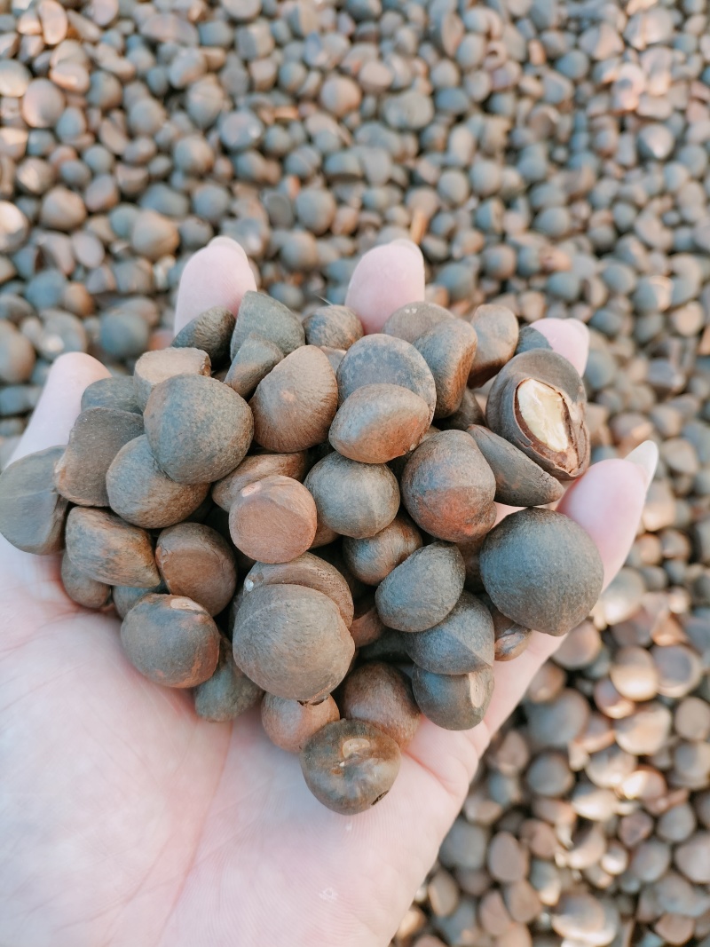 山野油茶籽