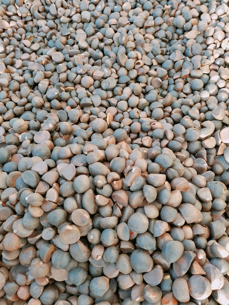 山野油茶籽