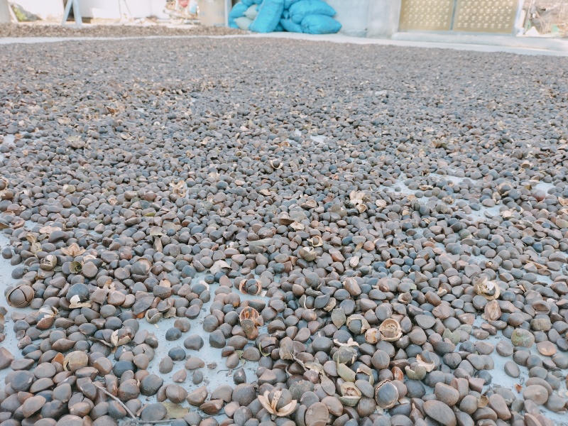 山野油茶籽