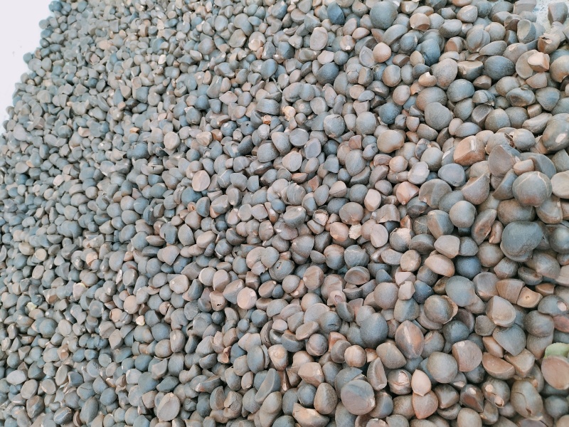 山野油茶籽