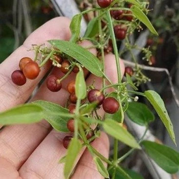 茜草种子包售后高含量价格等于质量等于保障