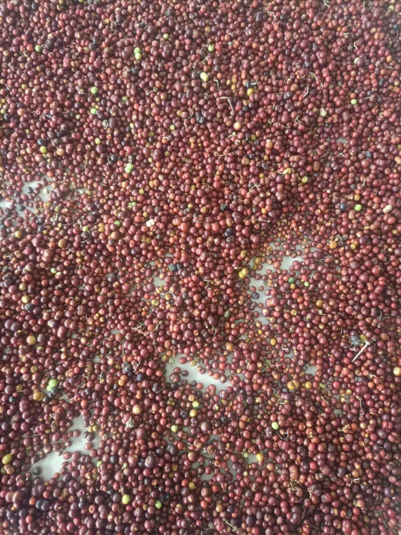 茜草种子包售后高含量价格等于质量等于保障