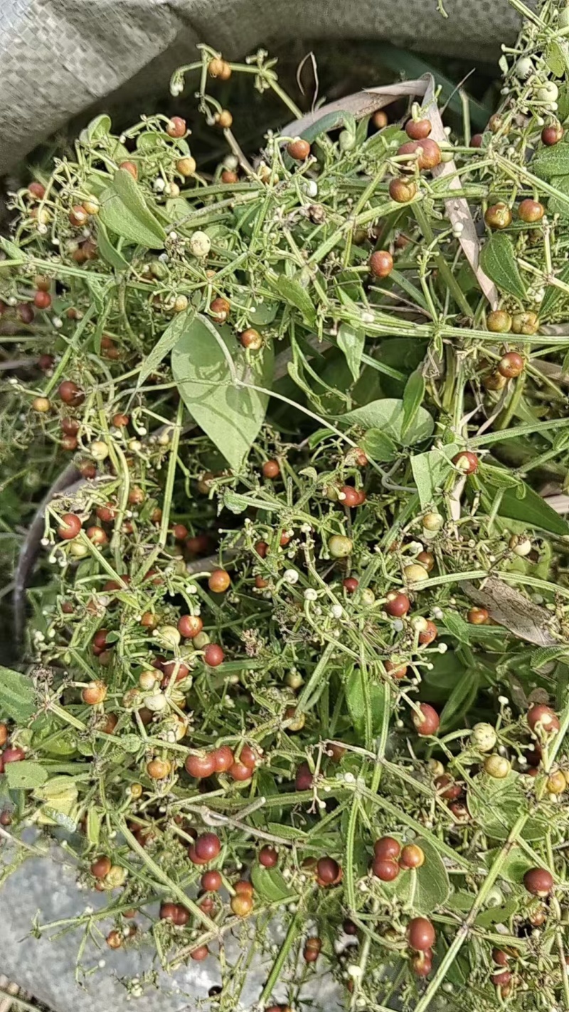 茜草种子包售后高含量价格等于质量等于保障