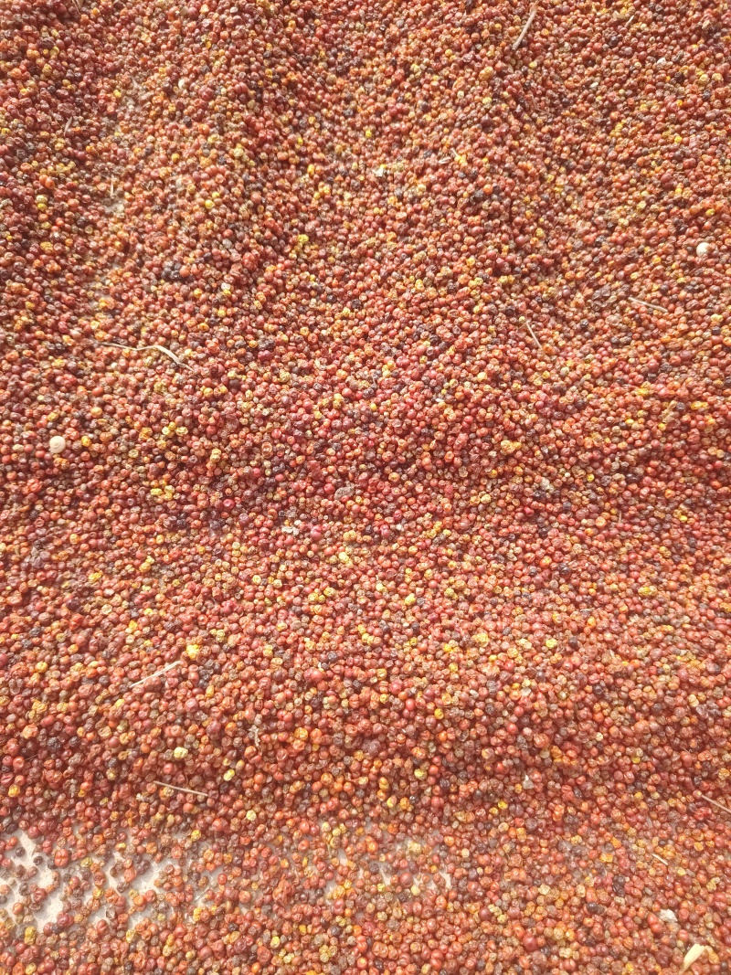 茜草种子包售后高含量价格等于质量等于保障