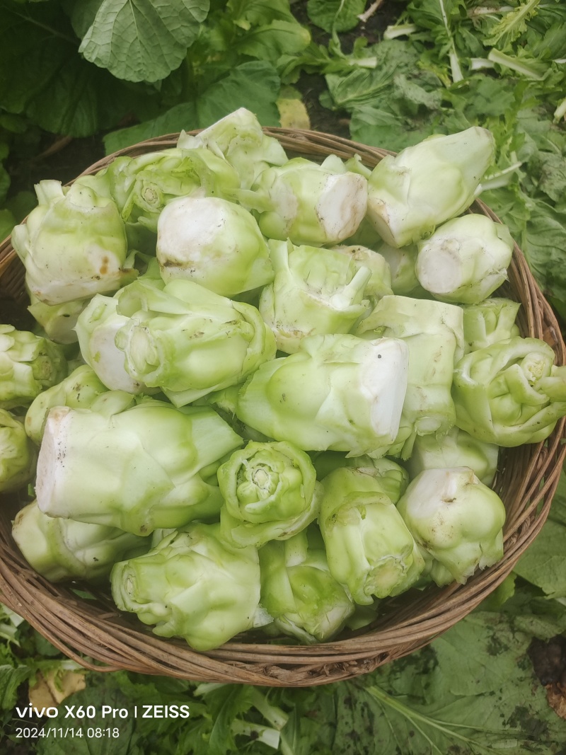 百亩早榨菜