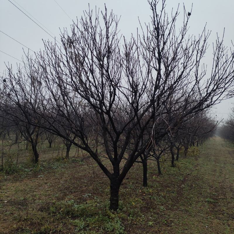精品文冠果5—30公分，有需要的联系，可地头装车