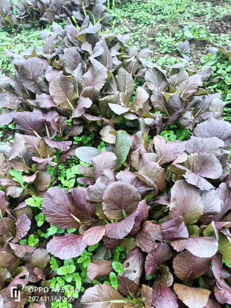 紫叶快菜安徽产地大量有货欢迎随时来电也可视频看货