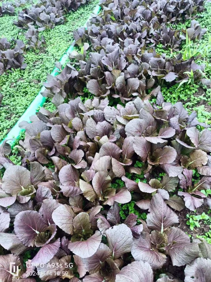 紫叶快菜安徽产地大量有货欢迎随时来电也可视频看货