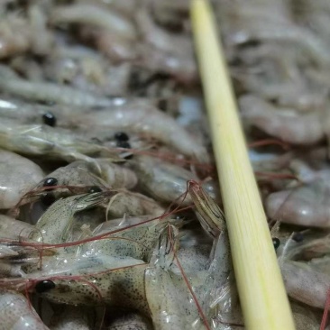 小海虾大量有货，170头左右