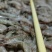 小海虾大量有货，170头左右