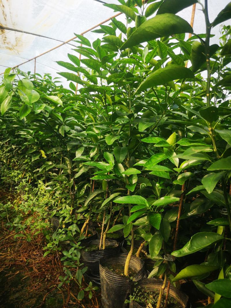 有籽沃柑大杯苗，软枝香橙砧木，全直根无闪电根，根系发达