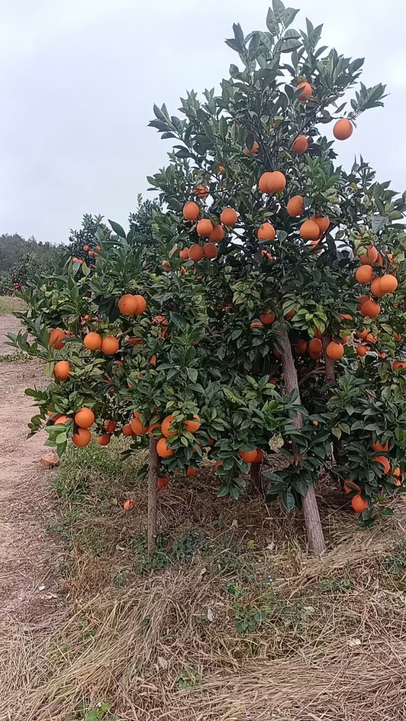正宗赣南脐橙规格齐全量大从优质量保证一件代发欢迎咨询