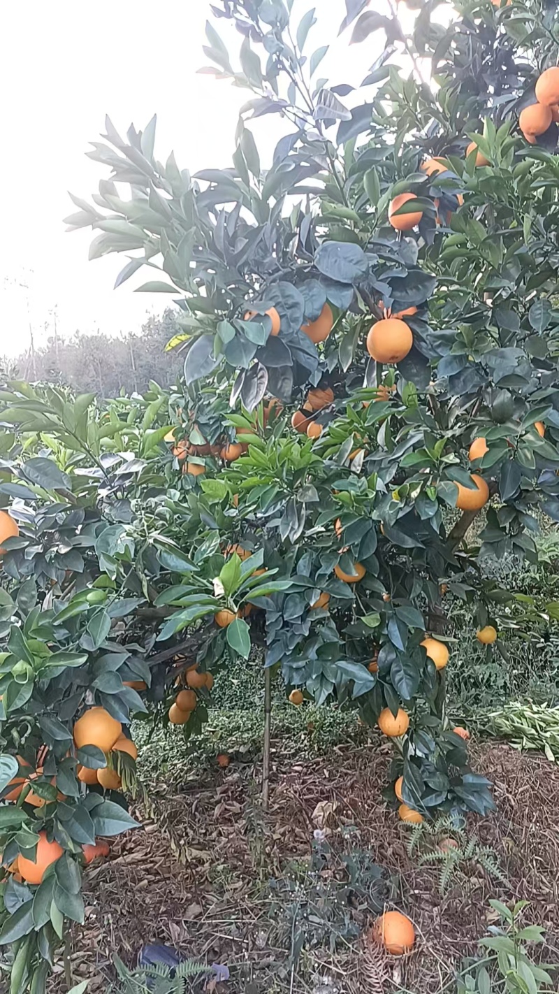 正宗赣南脐橙规格齐全量大从优质量保证一件代发欢迎咨询