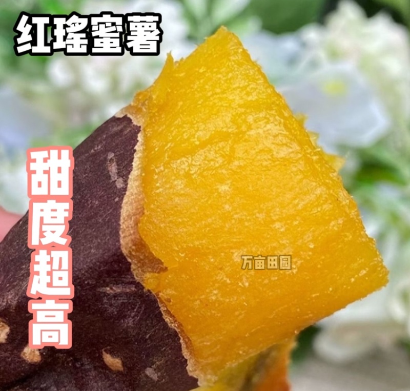 红瑶蜜薯甜度高软糯香甜整车批发一件代发量大优惠品质保障