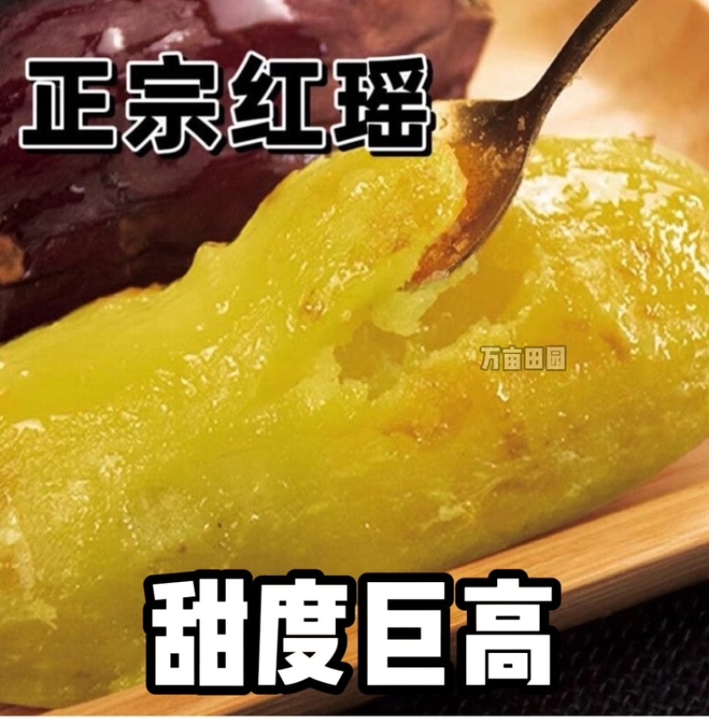 红瑶蜜薯甜度高软糯香甜整车批发一件代发量大优惠品质保障